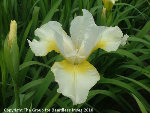 Viel Creme 1